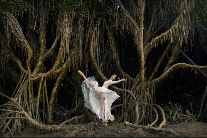 Szmidt, Waldemar: Dancing in the bush