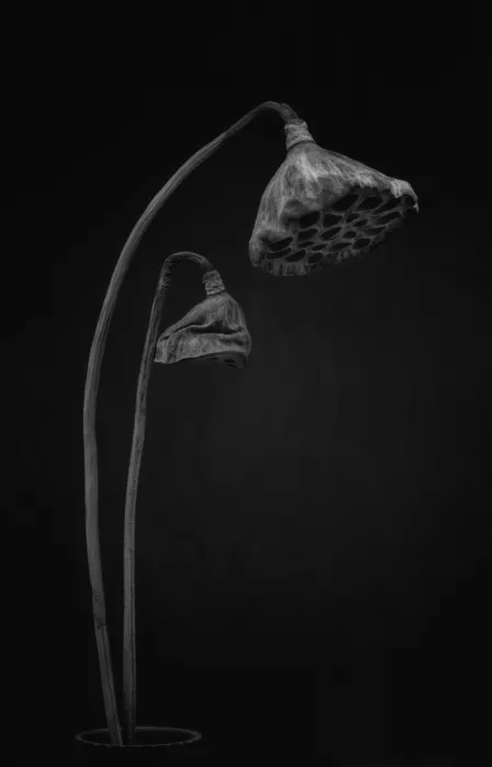 Grønkjær, Lotte: Lotus pods