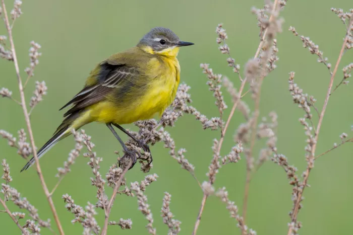 Doronin, Dmitry: Yellow Wagtail