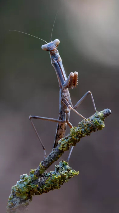 Karlinsky, Miron: Mantis