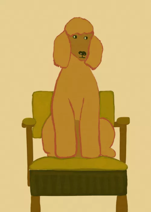 Bursic, Sharyn: Caniche doré sur chaise