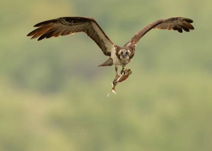Wang, Victor: A Big Catch