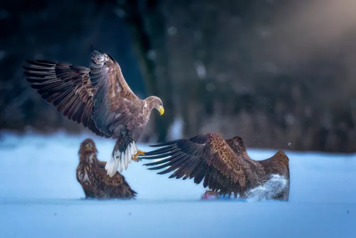 Gayan, Ricardo: White-tailed eagle