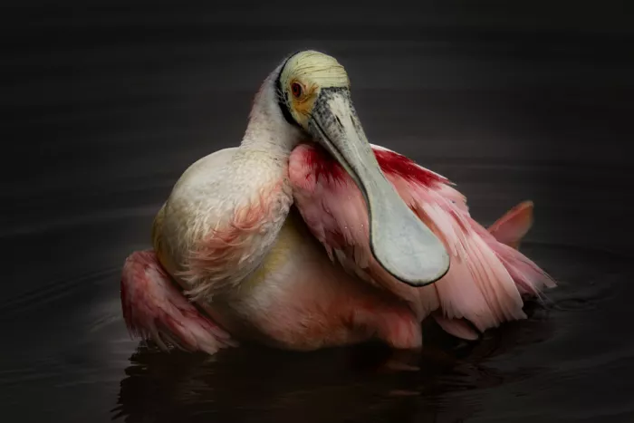 Lester, D Linda: Roseate Spoonbill Portrait