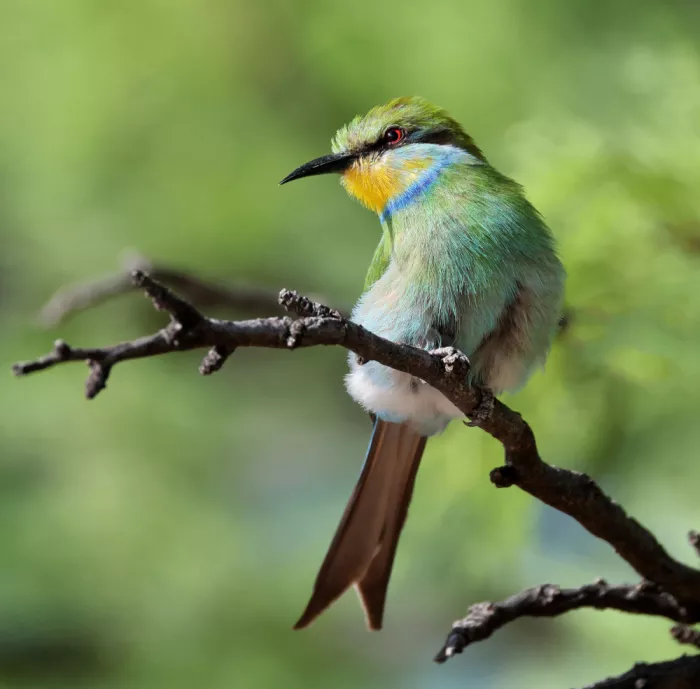 Pearce, Robert: Swallow tailed bee eater