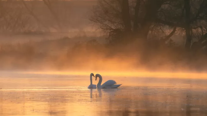 Zhang, Joan: Love in the morning fog