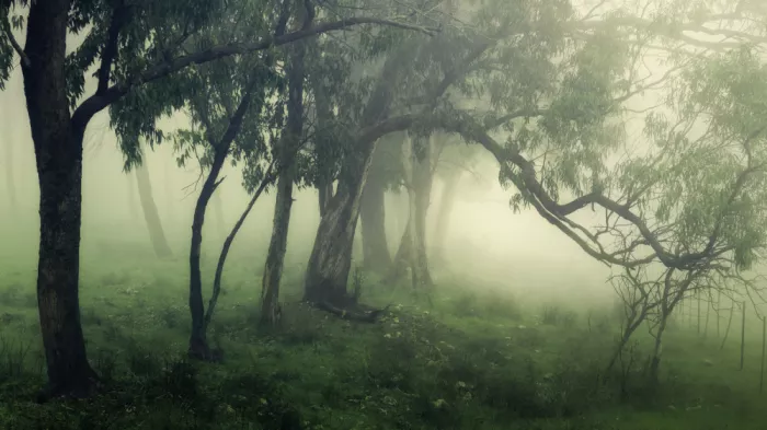Rosenfeld, Haim: The Mist Corridor