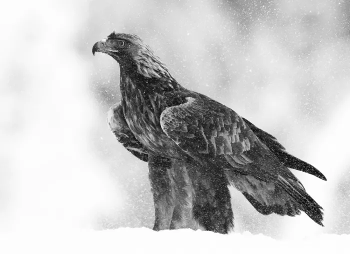 Engström, Erik: Adler im Schneefall
