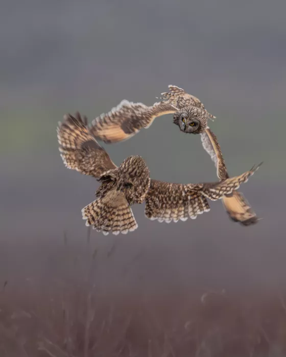 Wang, Victor: Short Eared Owls Fighting