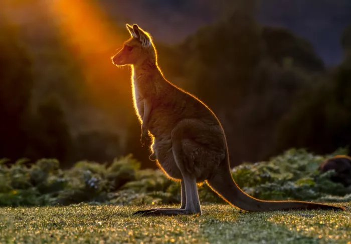 Tsui, Hung: Kangaroo and his child