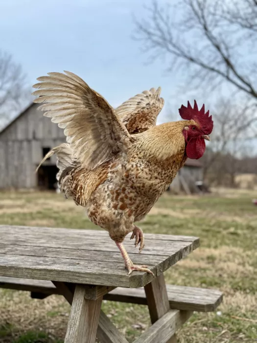 Magnusson, Andreas: Here Comes the Rooster