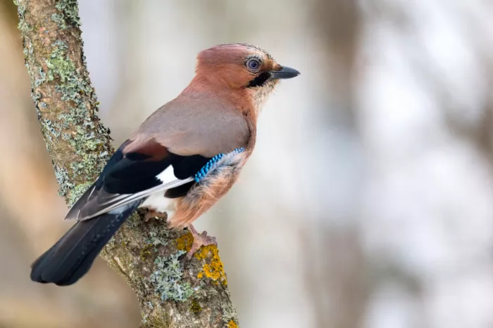 Doronin, Dmitry: Eurasian jay