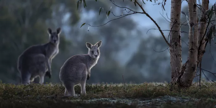 Tsui, Hung: A Joey Bathed in Morning Light
