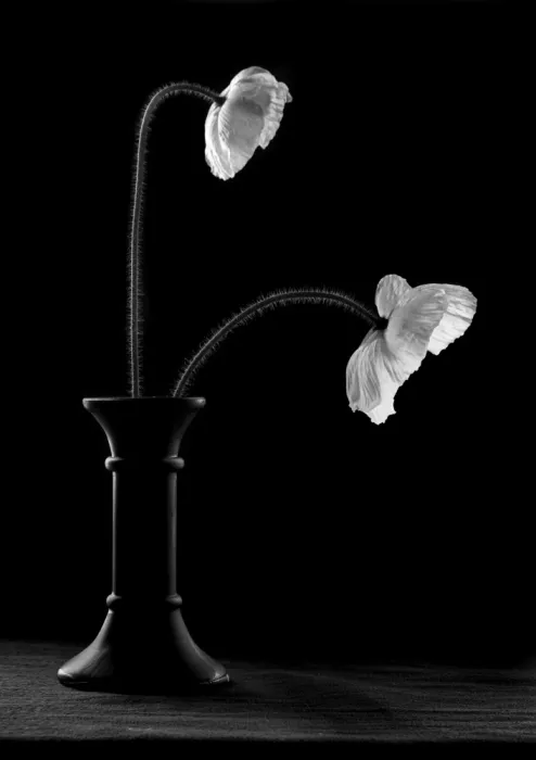 Grohovaz, Gaby: Two Poppies in Black and White