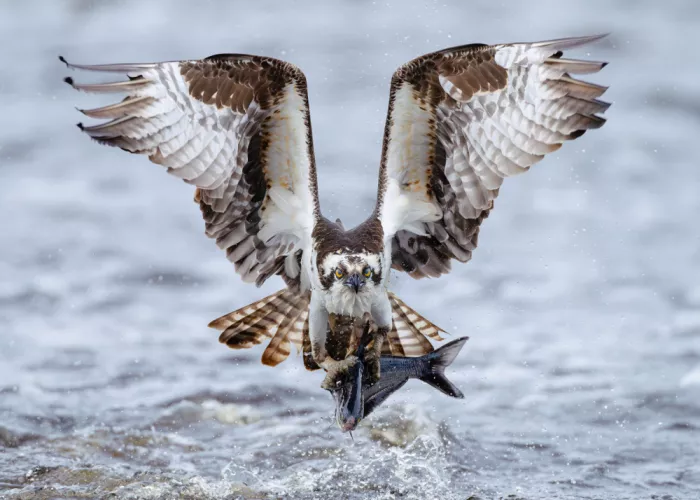 Chen, Johnny: Falco pescatore