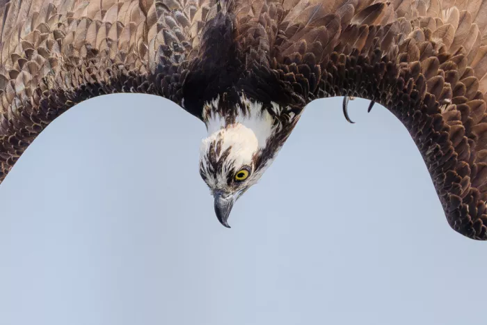 Chen, Johnny: Falco pescatore