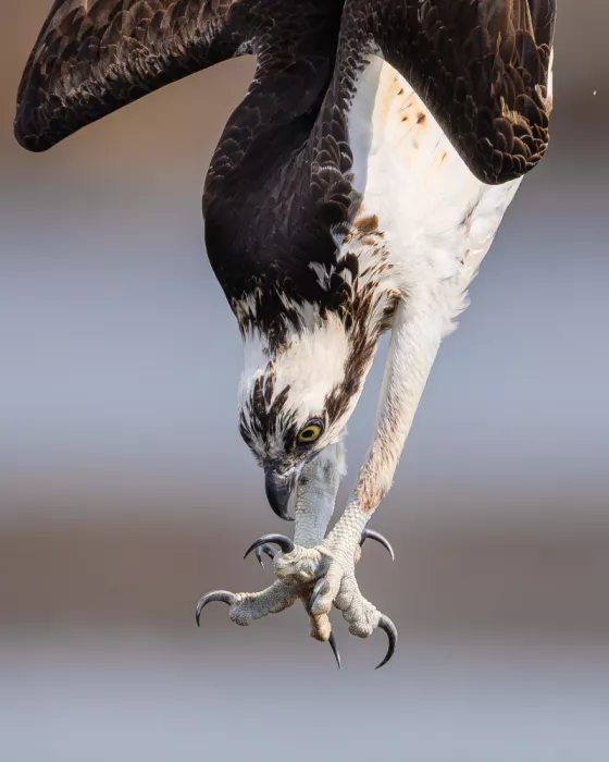 Chen, Johnny: Falco pescatore