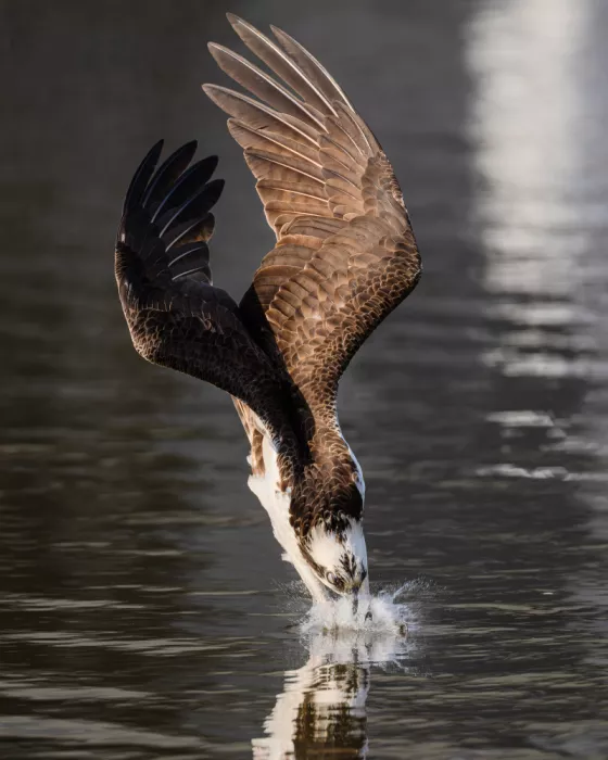 Chen, Johnny: Falco pescatore