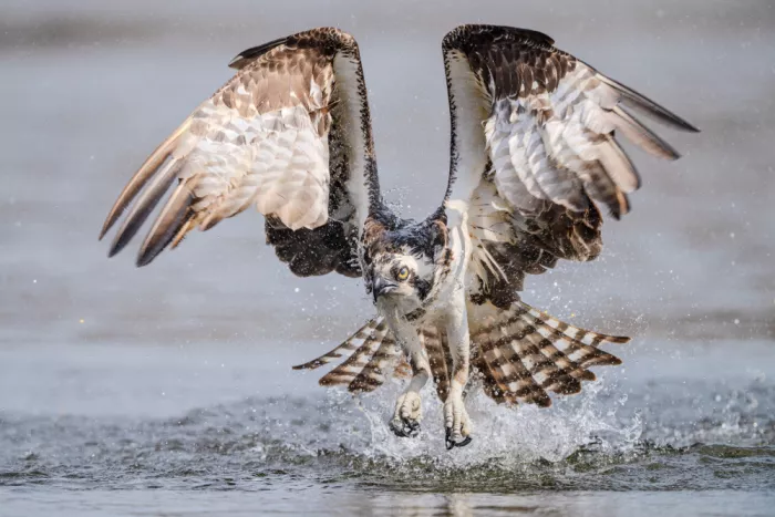Chen, Johnny: Falco pescatore