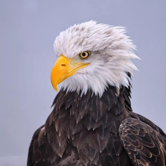 AFIAP, Uhrin Milan: Bald Eagle