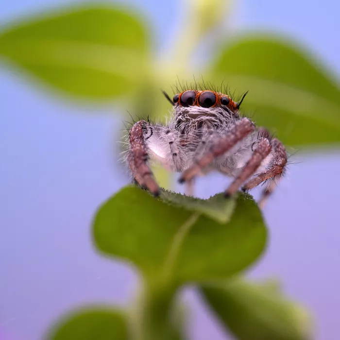 Summer2016: Jumping spider