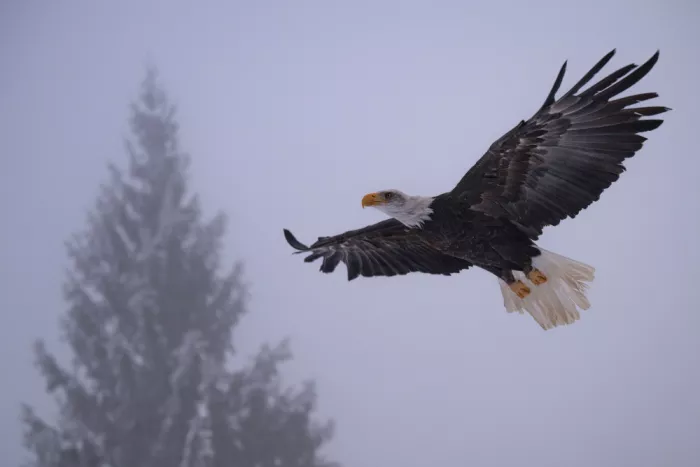 AFIAP, Uhrin Milan: Bald Eagle 2