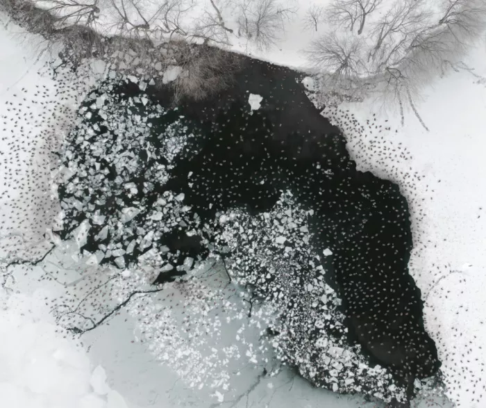 P., Ruiqing: Winter Ink