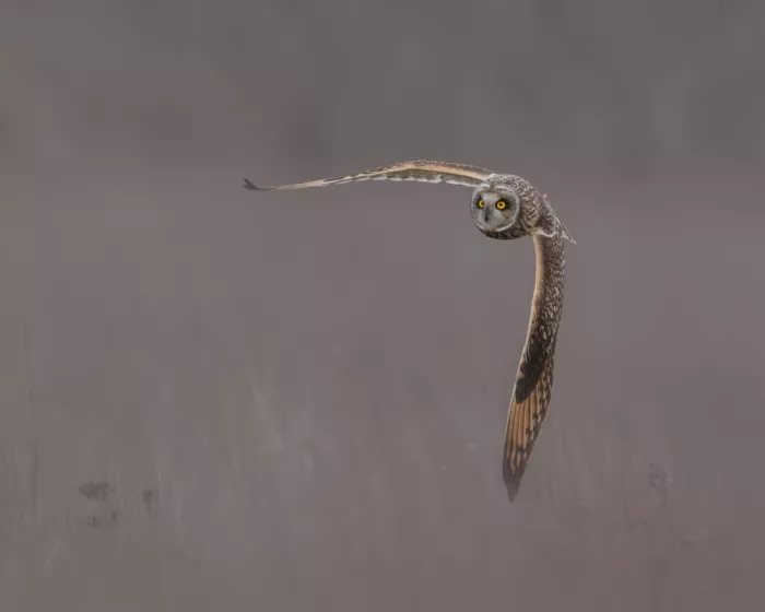 Wang, Victor: Short Eared Owl