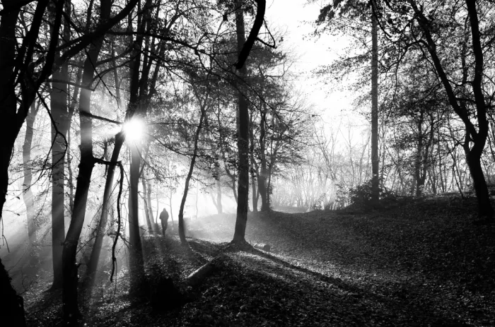 Oncete, Julien: November forest