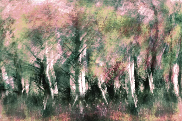 Sillen, Christina: Forest Mirage