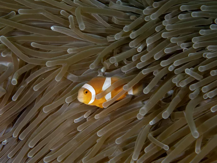 Tov, Ben Ilan: Clownfish