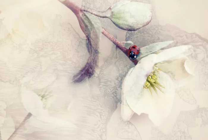 Deelen, van Ellen: Ladybird on Hellebore