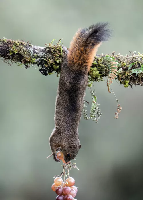 Qin, Xuemei: Kung Fu Squirrel