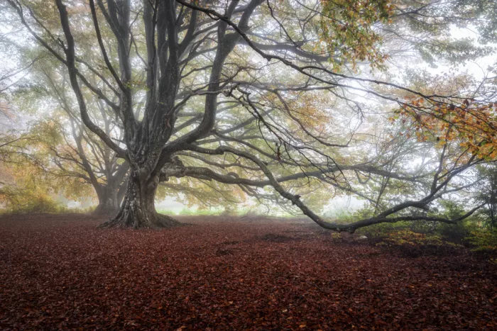 Barboni, Sergio: The beech