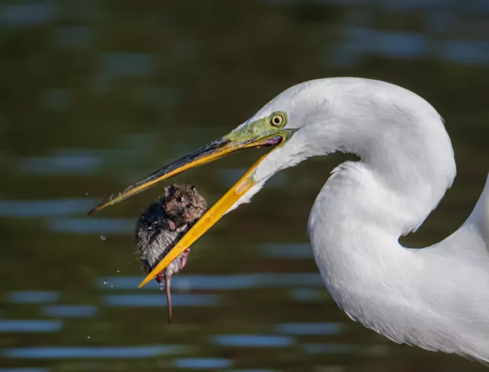 Zeng, Jiahong: Aigrette et souris