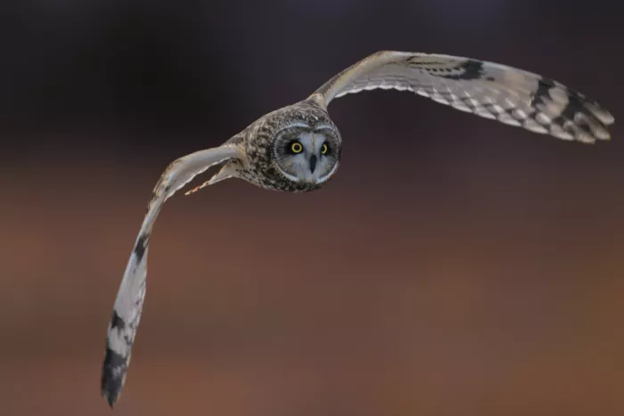 Lam, Gavin: Falco palustre
