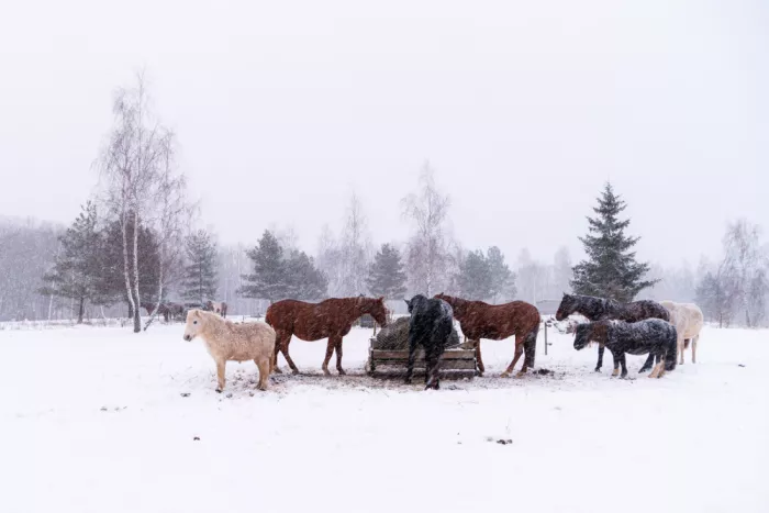 Ozola, Ilze: Horses in blizzard