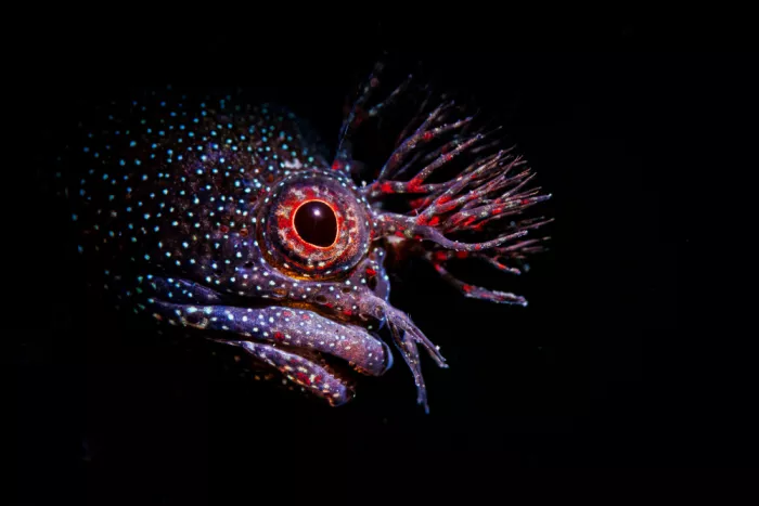Fujikawa, Tomoyuki: Flimmerfisch