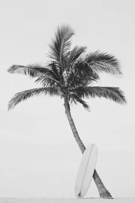 Pienaar, Kathrin: Palm Surfboard