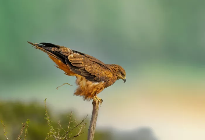Braunstein, Doron: Nature does its course