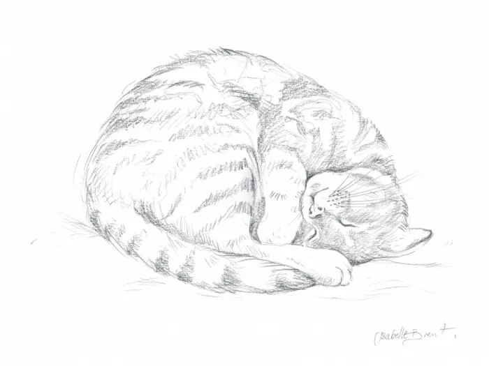 Brent, Isabelle: Dessin de chat endormi