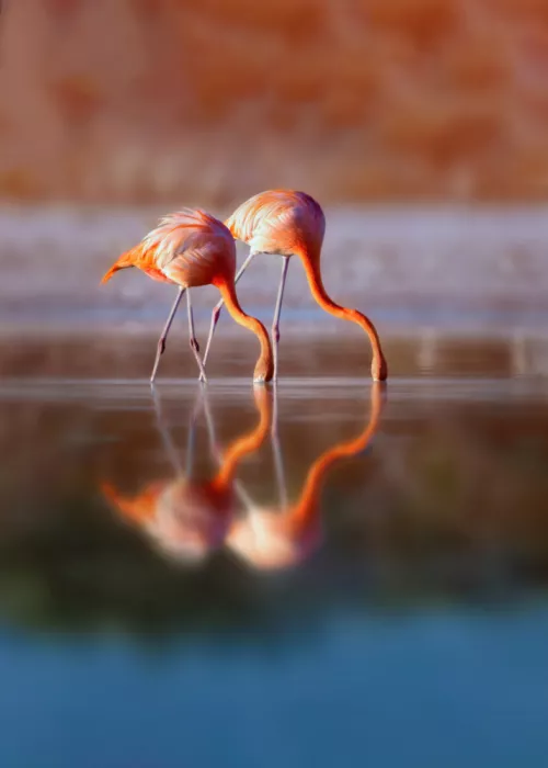 Gu, Zeren: Reflejos gemelos