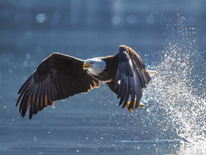 Zhang, Robert: Wings of the River