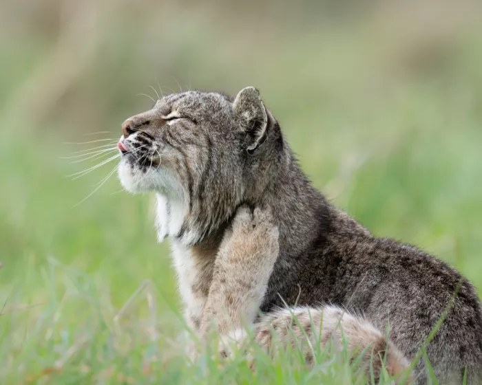 Wang, Victor: Bobcat Enjoying a Scratch