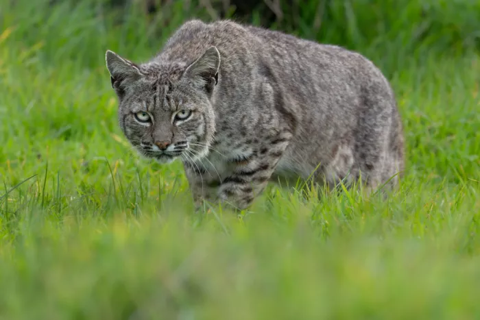 Wang, Victor: Bobcat