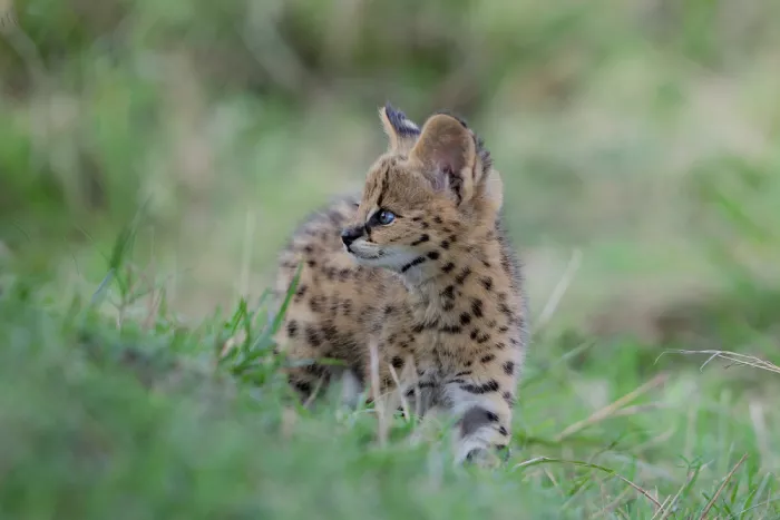 Catta, Alessandro: Malý serval
