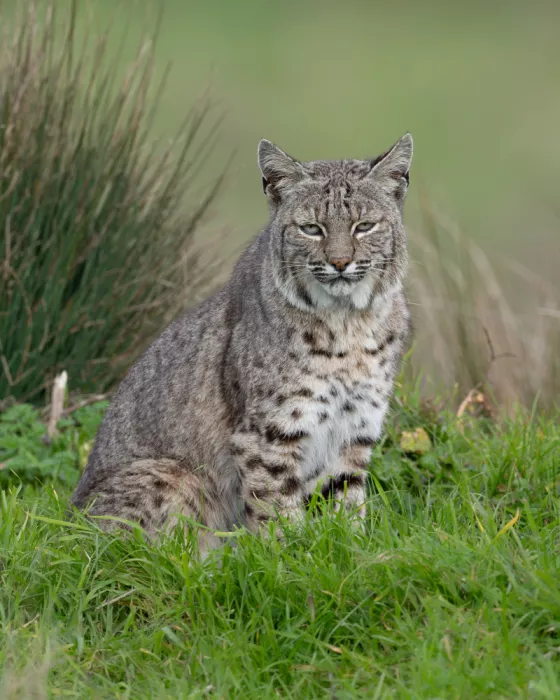 Wang, Victor: Bobcat