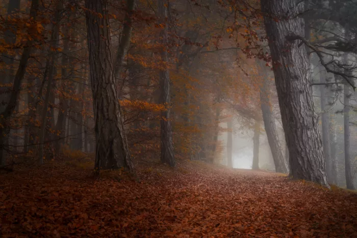 Maier, Norbert: In fall