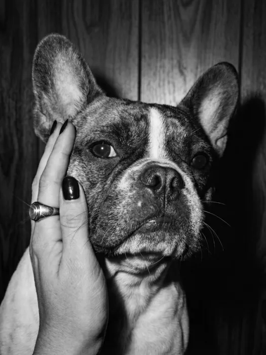Magnusson, Andreas: Petting a Frenchie