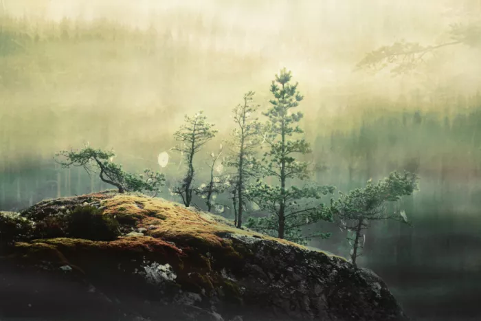 Sillen, Christina: Enchanted Wilderness